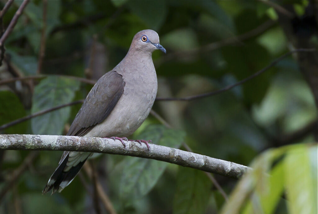 White-tipped Dove