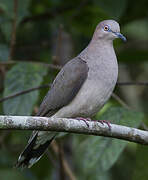 White-tipped Dove