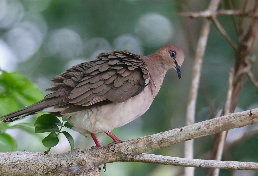 White-tipped Dove