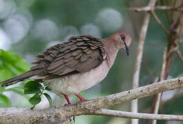 White-tipped Dove