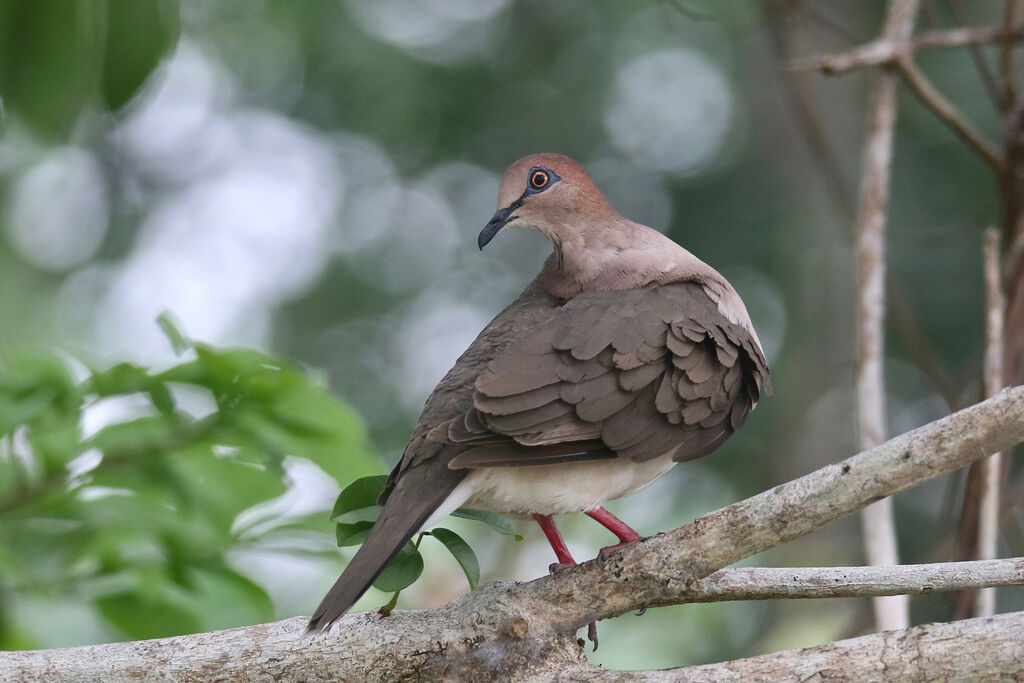 White-tipped Dove