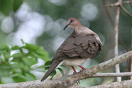 White-tipped Dove