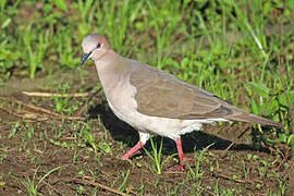 White-tipped Dove