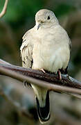 Plain-breasted Ground Dove