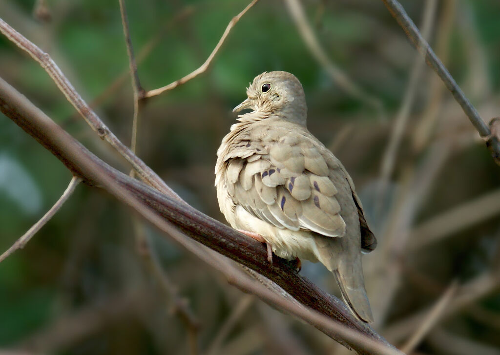 Colombe pygmée, identification