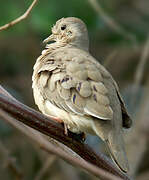 Plain-breasted Ground Dove