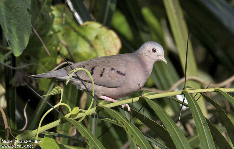 Colombe pygmée femelle adulte, identification