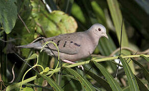 Plain-breasted Ground Dove