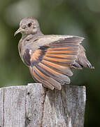 Plain-breasted Ground Dove