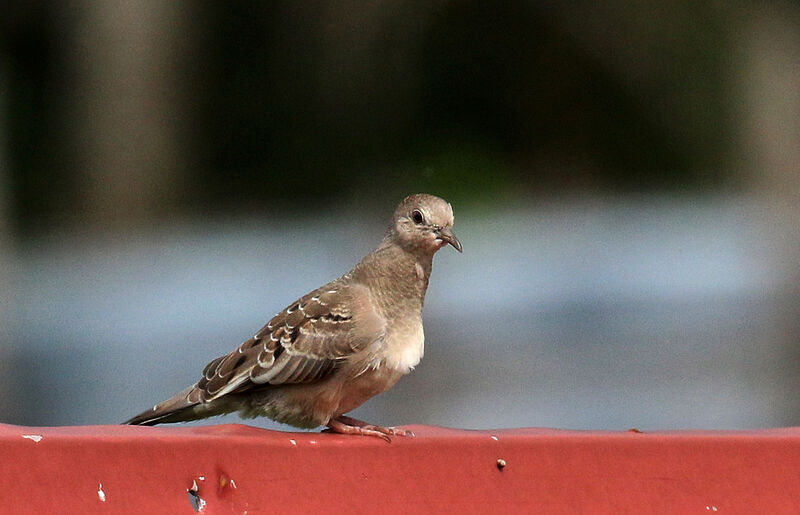 Plain-breasted Ground Dove female juvenile