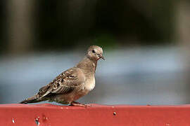 Plain-breasted Ground Dove