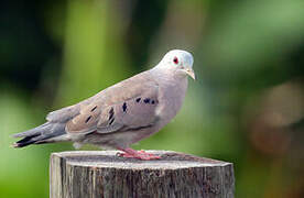 Plain-breasted Ground Dove