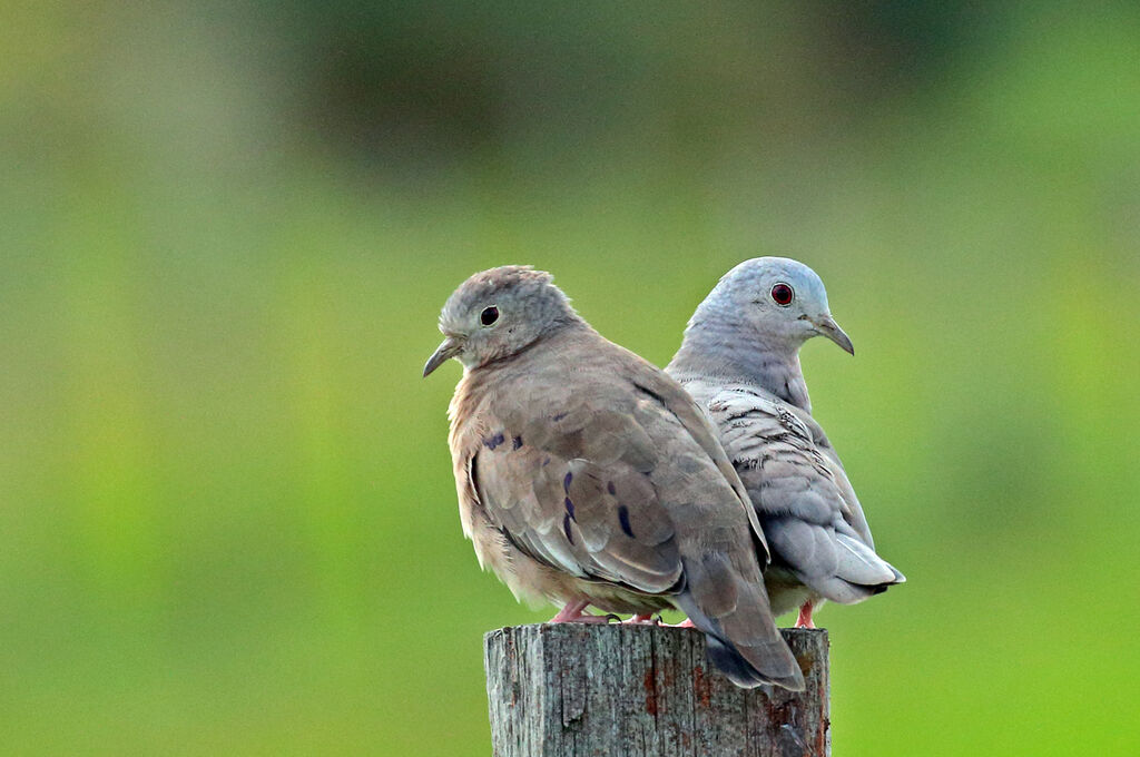 Plain-breasted Ground Doveadult