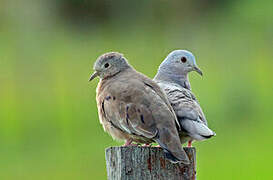 Plain-breasted Ground Dove