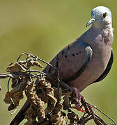 Ruddy Ground Dove