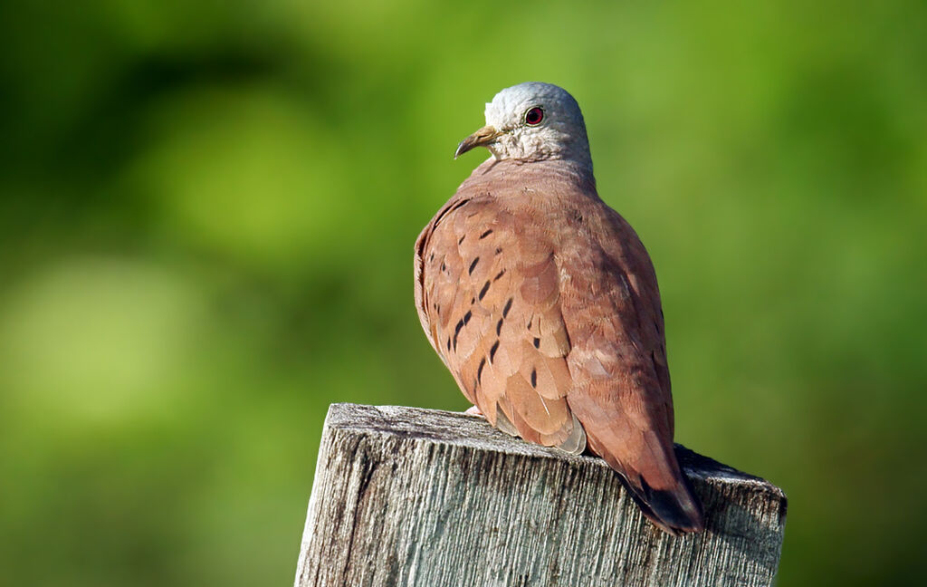 Ruddy Ground Dove male adult