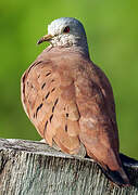 Ruddy Ground Dove