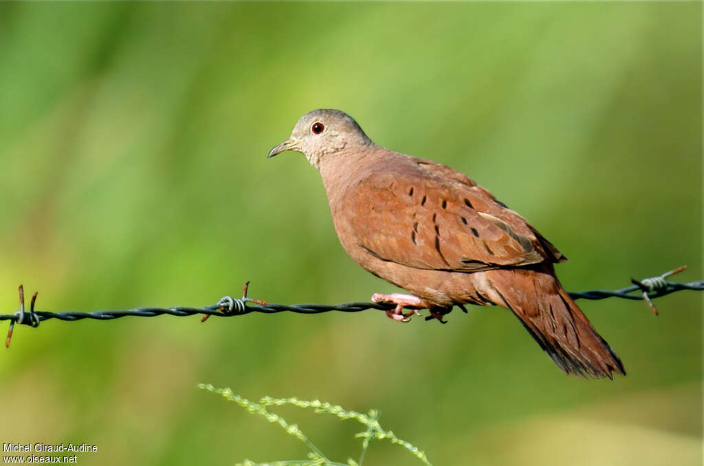 Ruddy Ground Dove female adult, identification