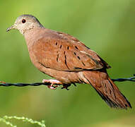 Ruddy Ground Dove