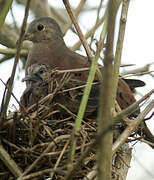 Ruddy Ground Dove