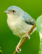 Bicolored Conebill