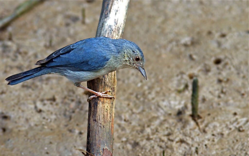 Bicolored Conebilladult, identification