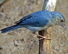 Bicolored Conebill