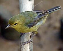 Bicolored Conebill