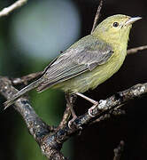 Bicolored Conebill