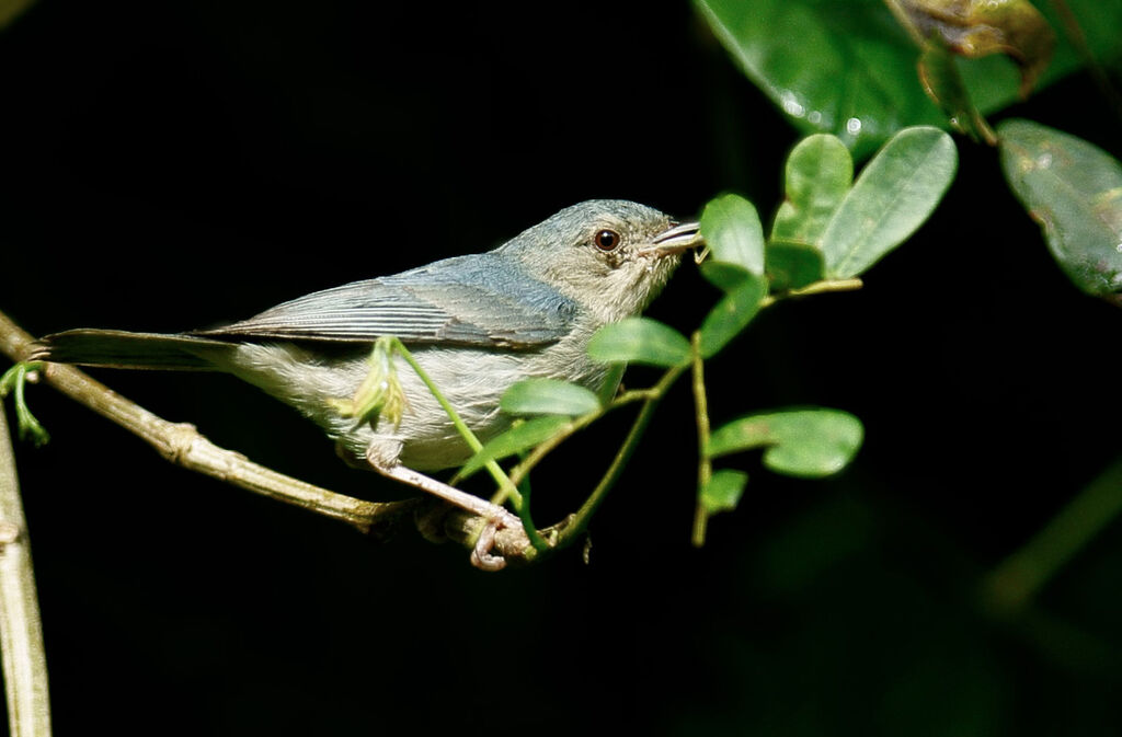 Conirostre bicoloreadulte