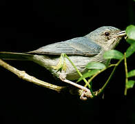 Bicolored Conebill