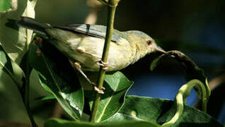 Bicolored Conebill