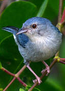 Bicolored Conebill