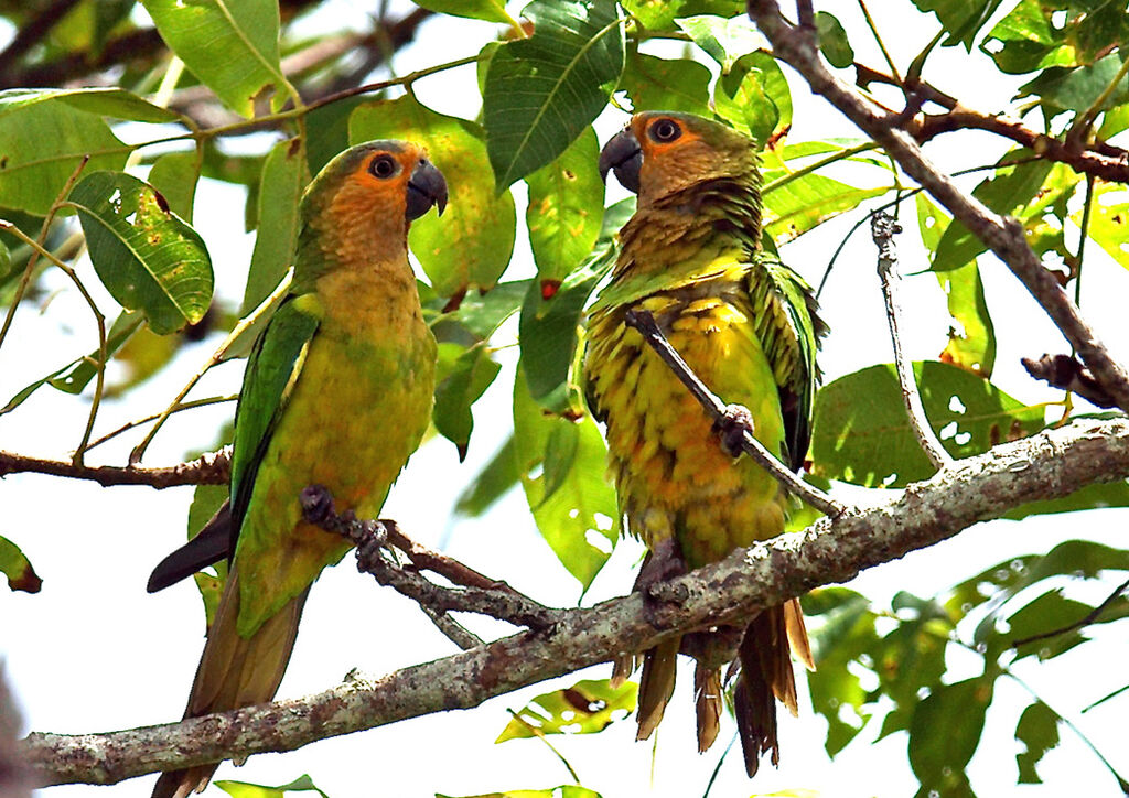 Conure cuivrée, identification