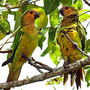 Brown-throated Parakeet