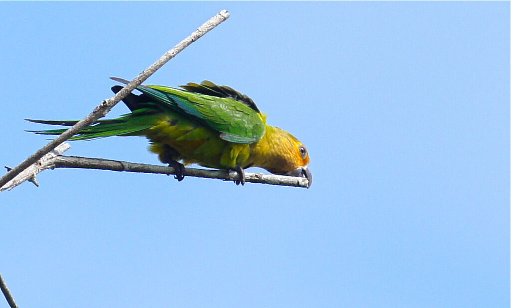 Conure cuivrée