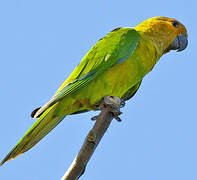 Brown-throated Parakeet