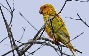 Brown-throated Parakeet