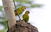 Conure cuivrée