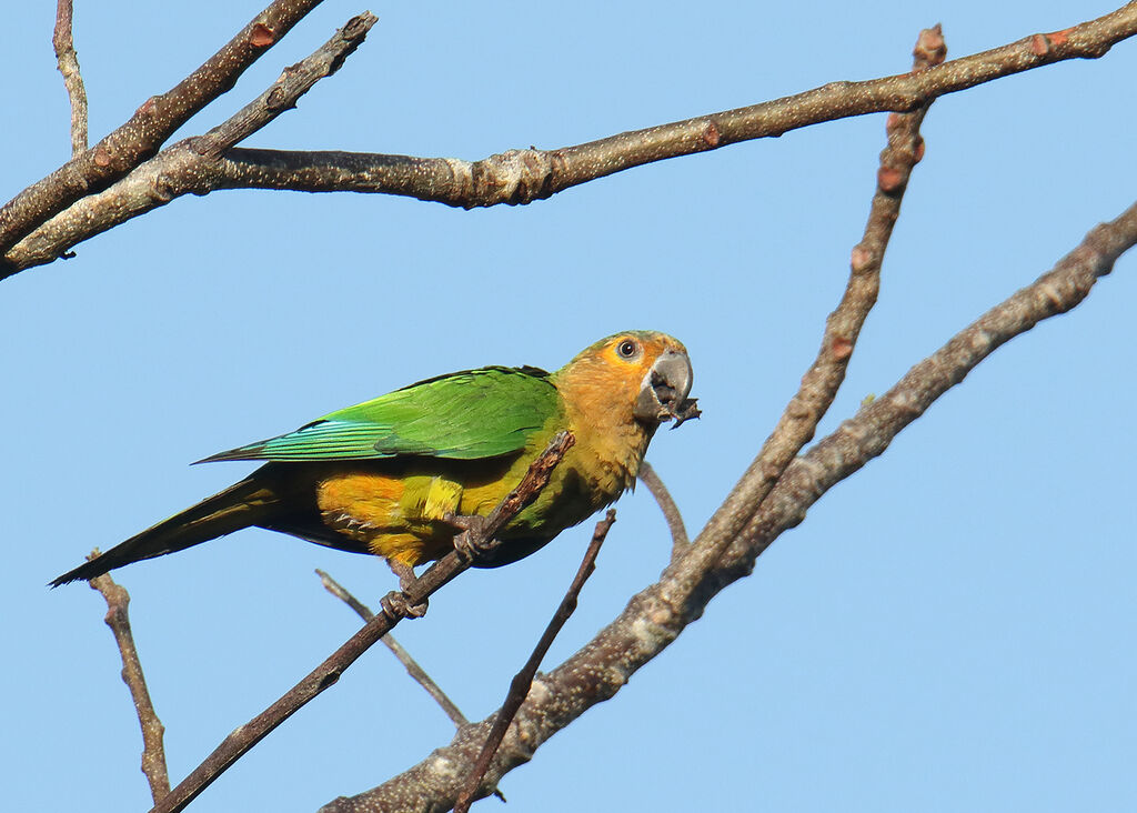 Brown-throated Parakeet