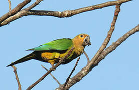 Brown-throated Parakeet