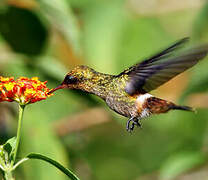 Tufted Coquette