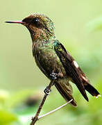 Tufted Coquette