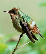 Tufted Coquette