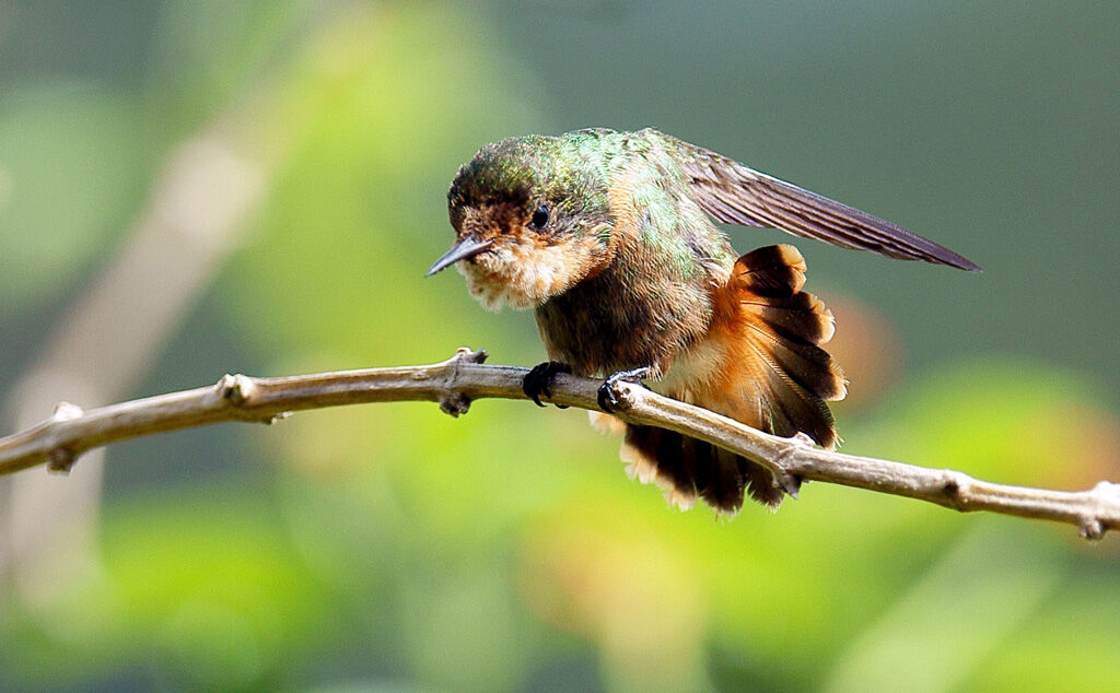 Tufted Coquette male juvenile, Behaviour