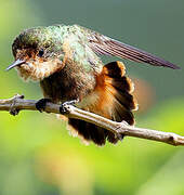 Tufted Coquette