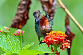 Tufted Coquette