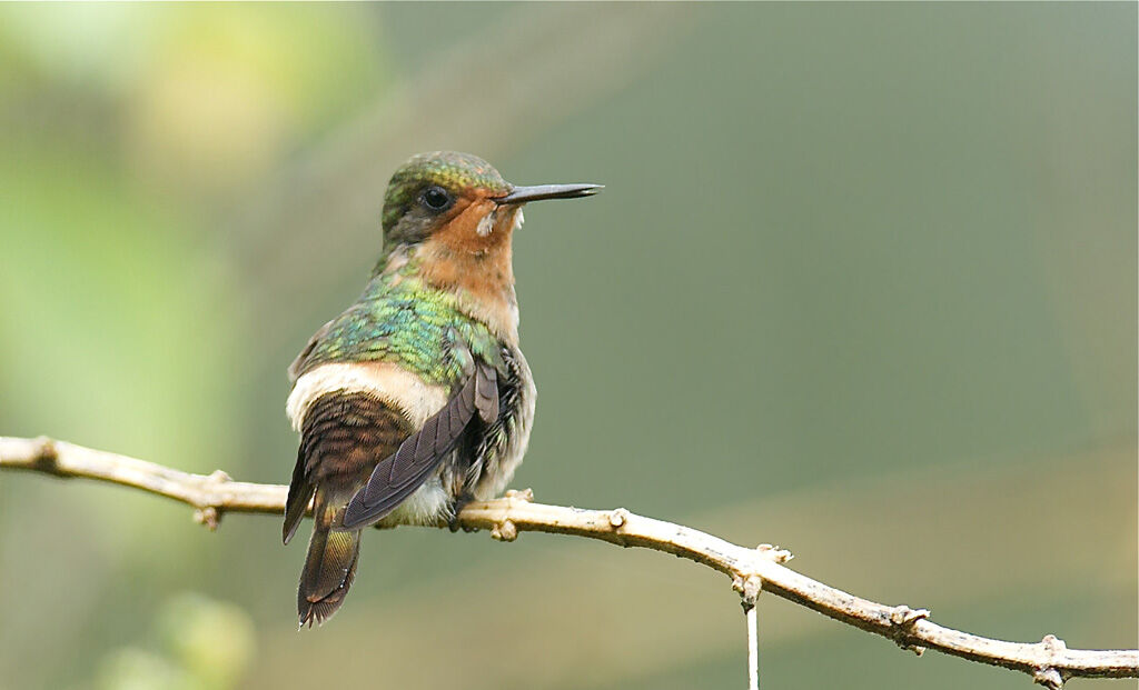 Tufted Coquette female adult