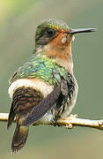 Tufted Coquette