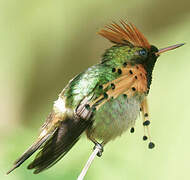 Tufted Coquette